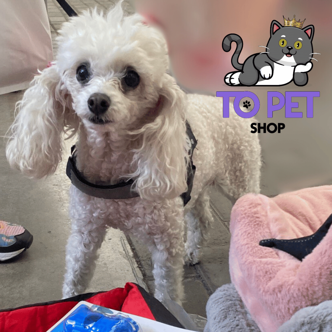 Home - Productos para mascotas - ToPet Shop